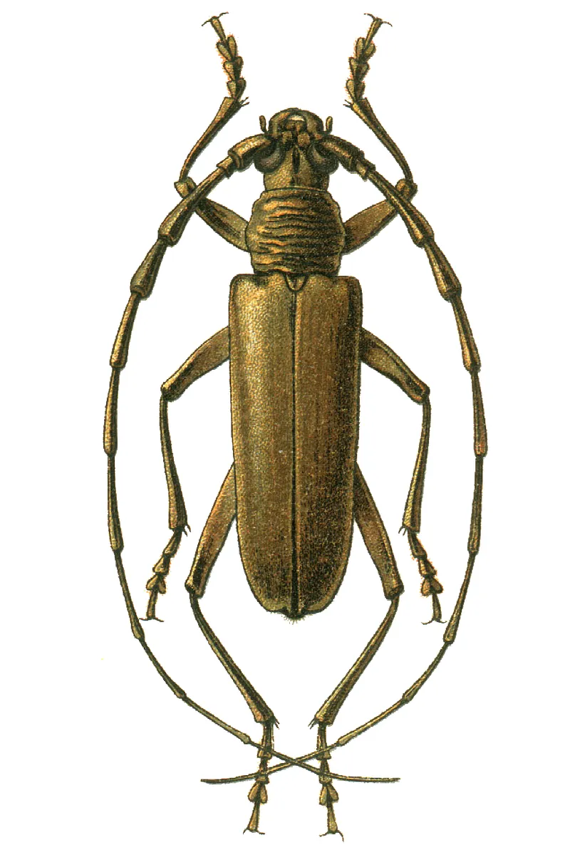 Illustration of monographs Georgiy Jacobson "Beetles Russia and Western Europe". Publisher: Devriena company. The first issue was released in 1905, th