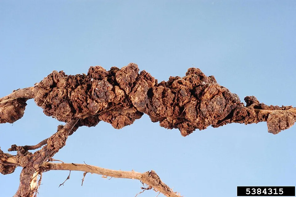 Root-knot nematode (Meloidogyne enterolobii)