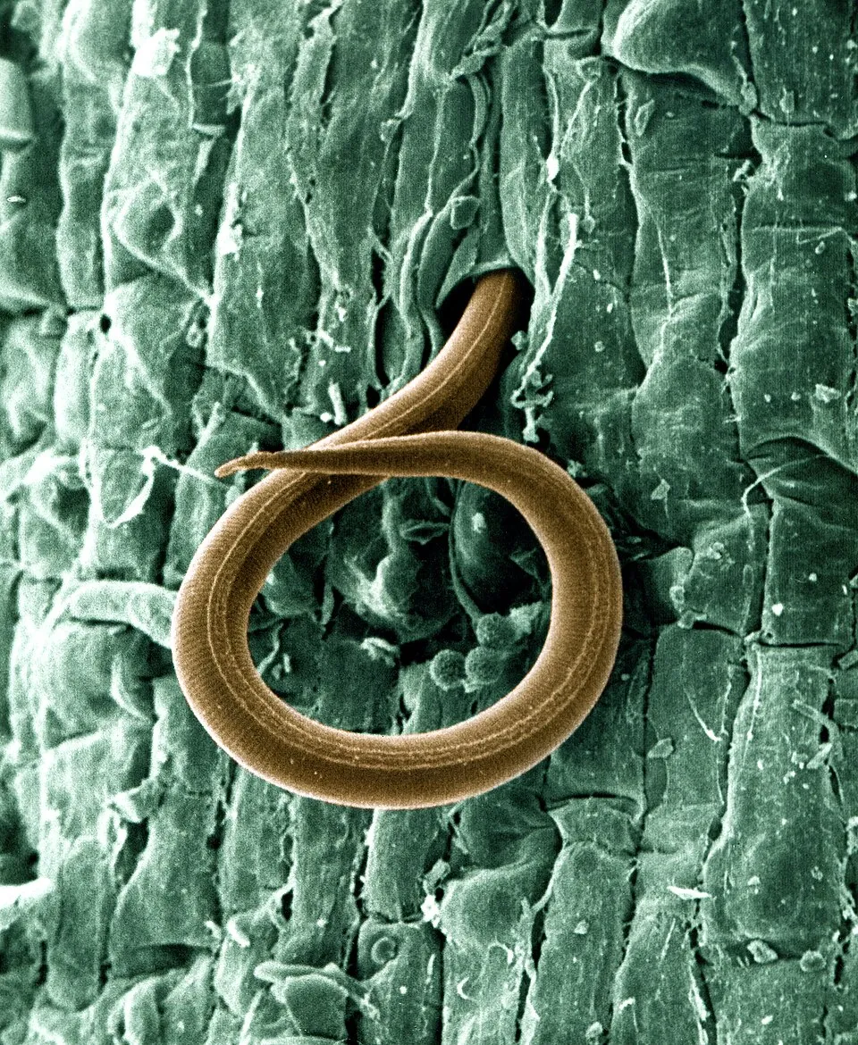 A juvenile root-knot nematode (Meloidogyne incognita) penetrates a tomato root on Jan. 24, 2013. Once inside, the juvenile, which also attacks cotton 