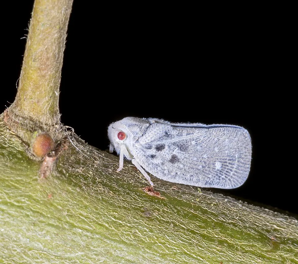 Flatid Planthopper, Size 7mm