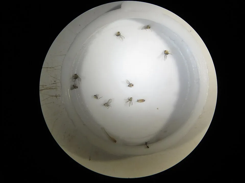 Senecio madagascariensis (Fireweed) Leaf mining Liriomyza sativae fly at Olinda, Maui, Hawaii. June 26, 2011 #110626-6321 Image Use Policy