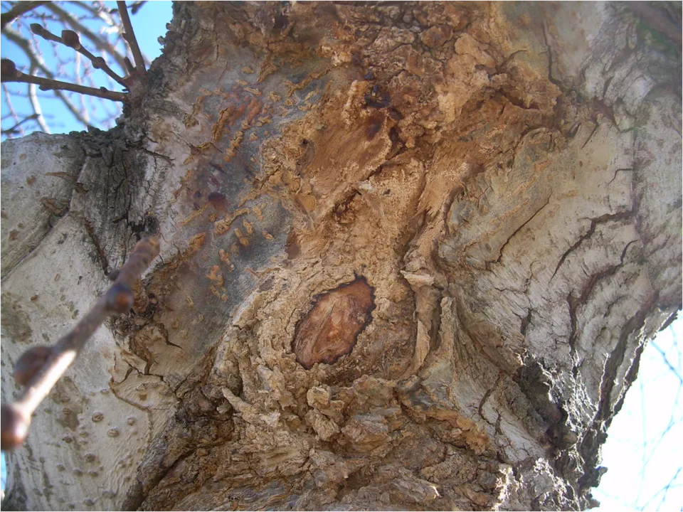 Slime flux on a Wikipedia:Camperdown Elm (Ulmus glabra Huds. cv. 'Camperdownii') caused by Erwinia carotovora.