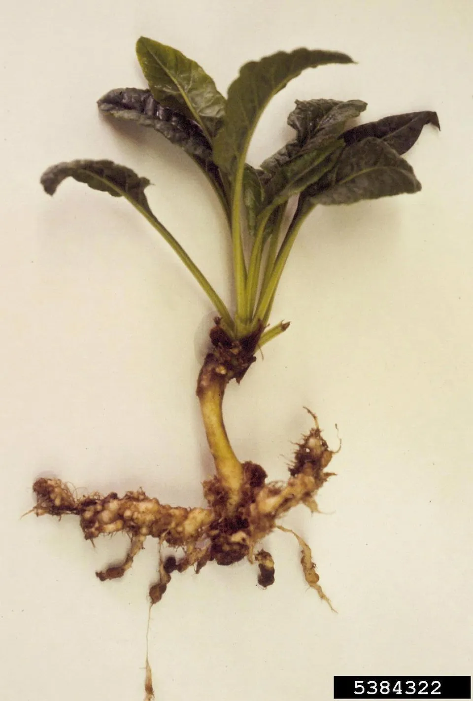 Nacobbus aberrans at Beta spp.