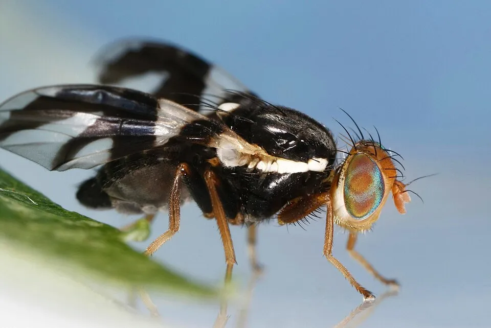 female apple maggot (Rhagoletis pomonella), image taken in Lakewood, Colorado, United States