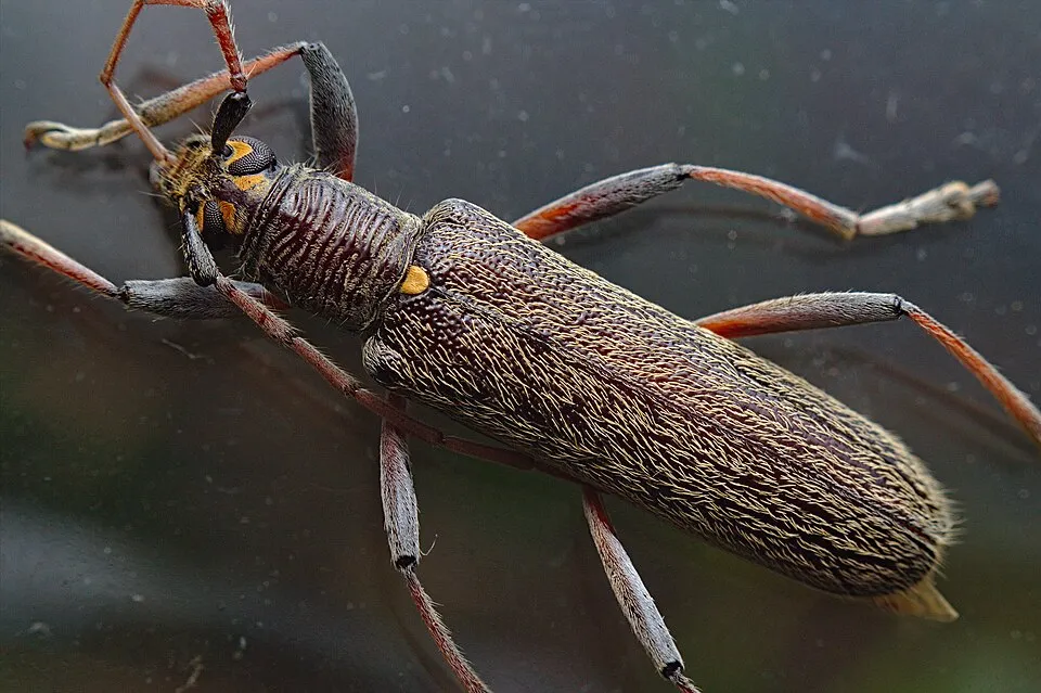 Lemon tree borer (Oemona hirta)