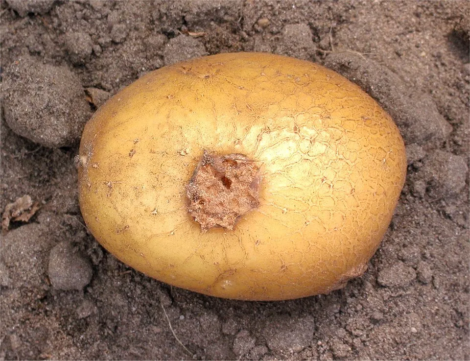 Aardappelschurft op 'Doré') (Streptomyces scabies on potato variety 'Doré'
