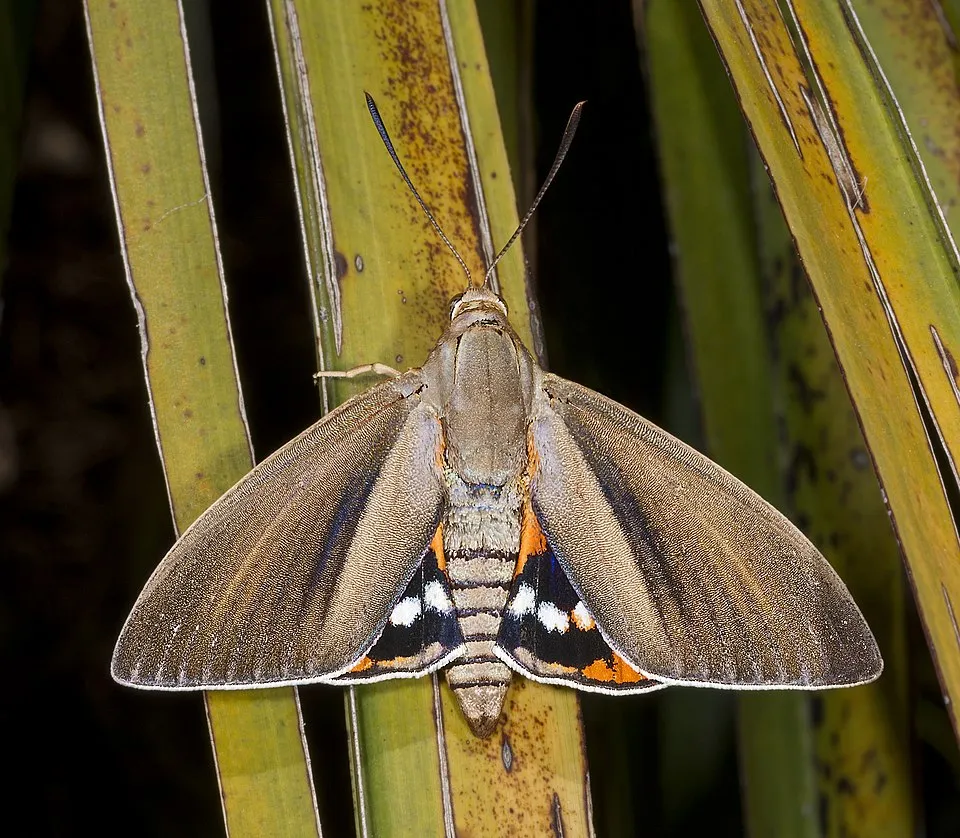 Paysandisia archon (Palm moth), male dorsal side