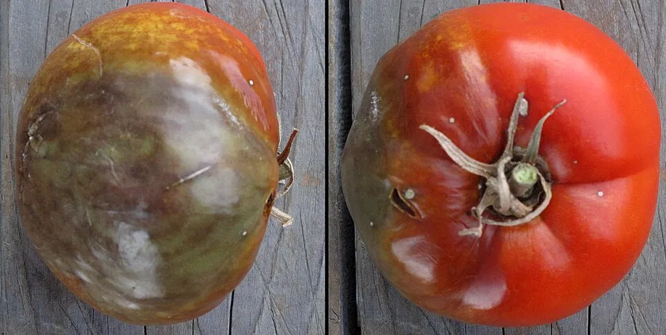 Garden tomato (variety "Ace") with Phytophthora infestans (late blight or potato blight). Los Angeles, California