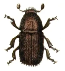 Polygraphus poligraphus, from Calwer's Käferbuch, Table 30, Picture 6. Taxonomy was updated to 2008, using mostly the sites Fauna Europaea and BioLib.