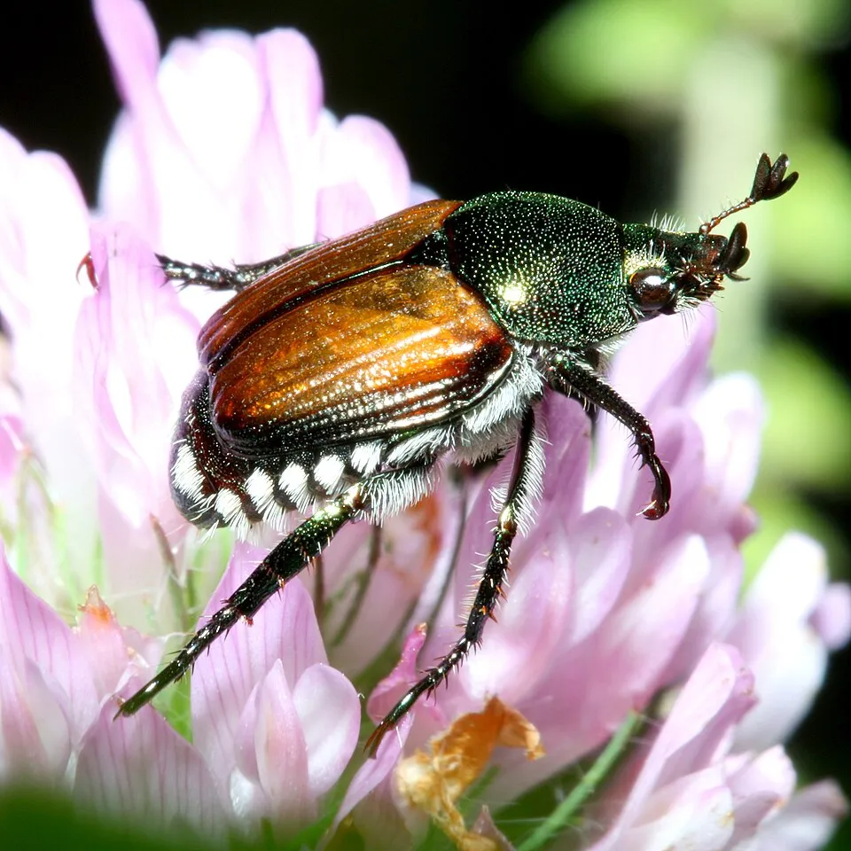 Adult scarab beetle, Popillia japonica, commonly known as the Japanese Beetle. Photographed at the Schulenberg Prairie restoration at the Morton Arbor
