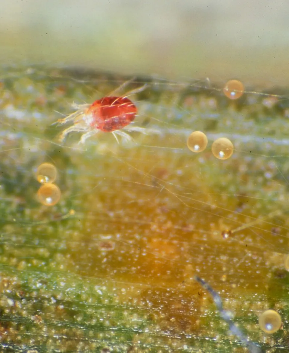 Oligonychus velascoi, lab specimen, Florida, USA