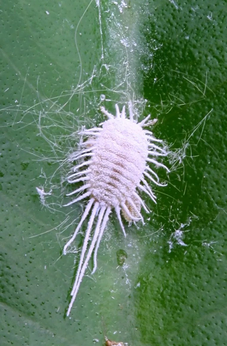 A Mealybug (Pseudococcidae)