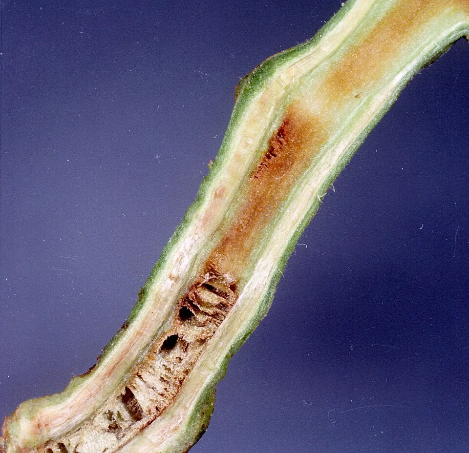 Symptoms of southern bacterial wilt in tomato caused by Ralstonia solanacearum