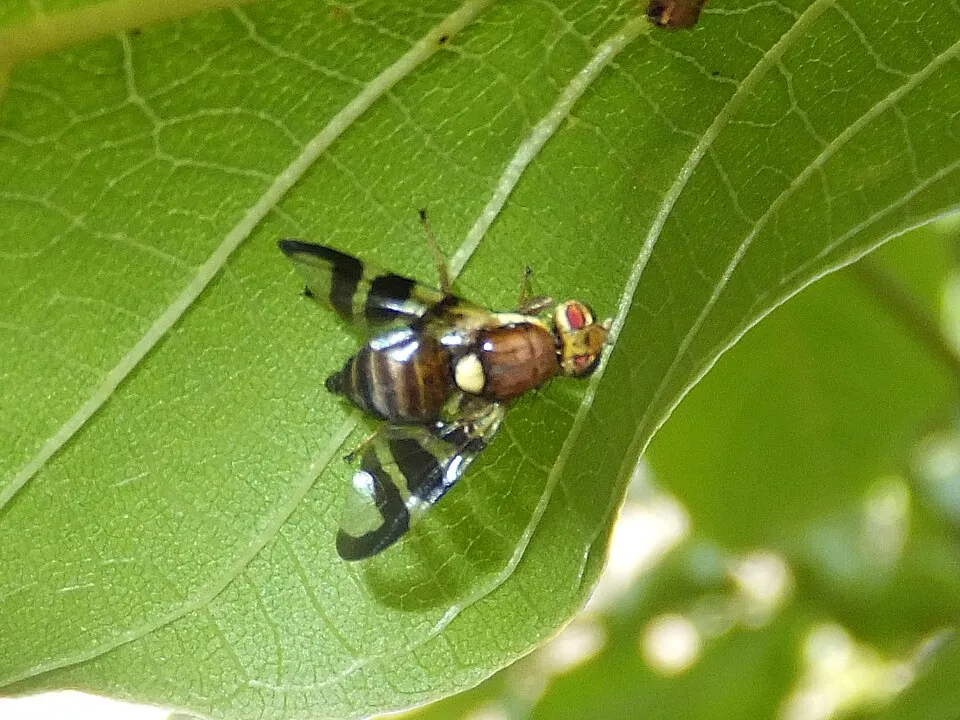 Rhagoletis completa photographed in Piazzo (Segonzano, Italy)