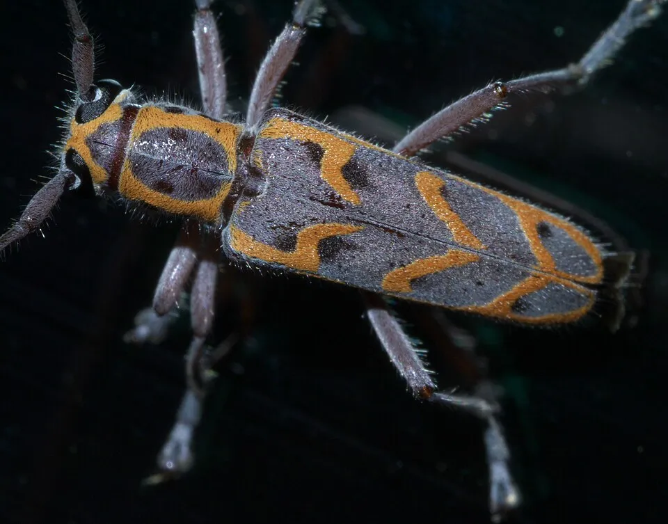 Saperda tridentata, elm borer, ID Confidence: 92