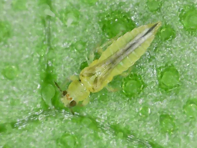 Chilli Thrips (Scirtothrips dorsalis) in Taiwan