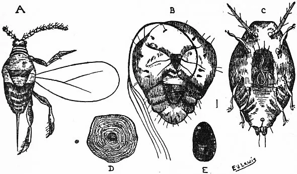 San José Scale (Aspidiotus perniciosus). A, Male scale insect; B, female; C, larva; D, female scale; E, male scale.