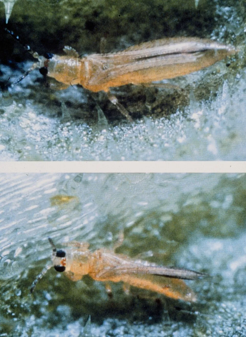 Thrips palmi, lab specimens, Florida, USA