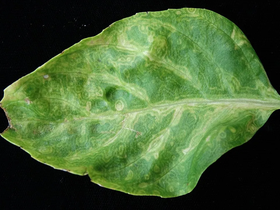 Pathogen: Tomato spotted wilt virus (TSWV) Symptoms: Foliar mosaic, ringpots, chlorosis