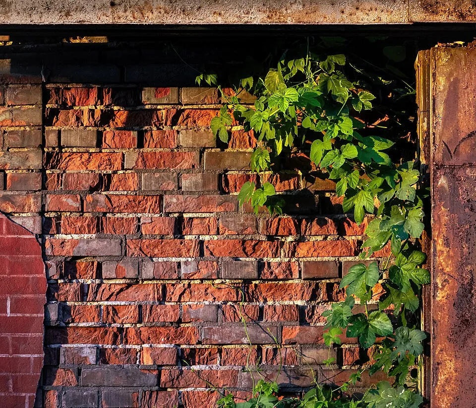 Climbing plant Humulus lupulus on the outer wall of a former factory hall of the Ursus tractor factory in Warsaw. The weathered brick wall and the rus