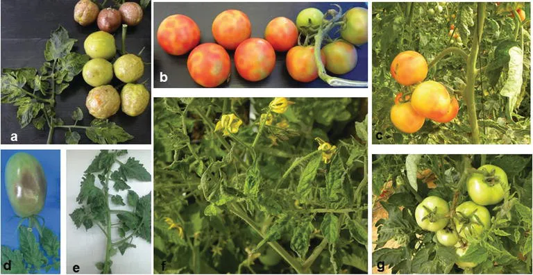 Tomato brown rugose fruit virus (ToBRFV)-infected tomato (Solanum lycopersicum) plants. (a, d) Brown rugose symptoms developed on fruits. (b, c) yello