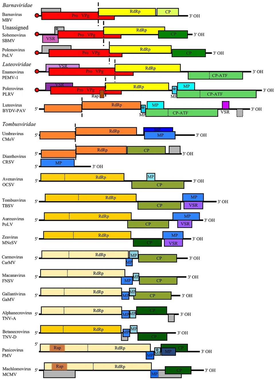 Genome annotations of the type species of phylogenetically related families and genera. NCBI species RefSeqs were used for making annotations. Polero-