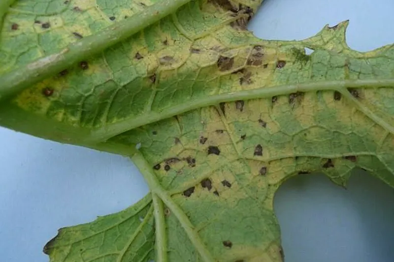 The bacterial infestation caused yellowing with brownish spots on the leaf.