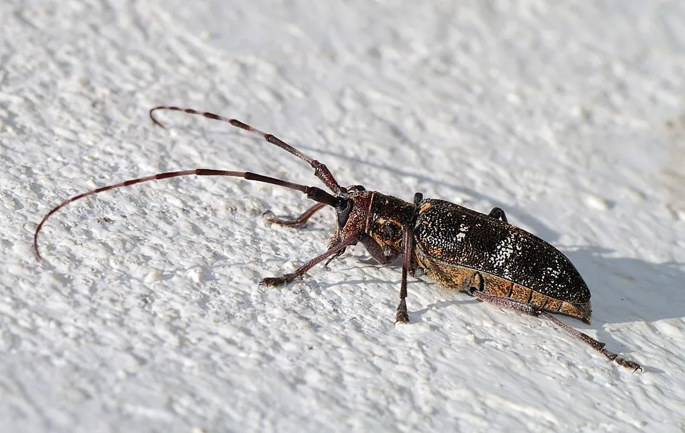 A longhorn beetle (Monochamus galloprovincialis).
